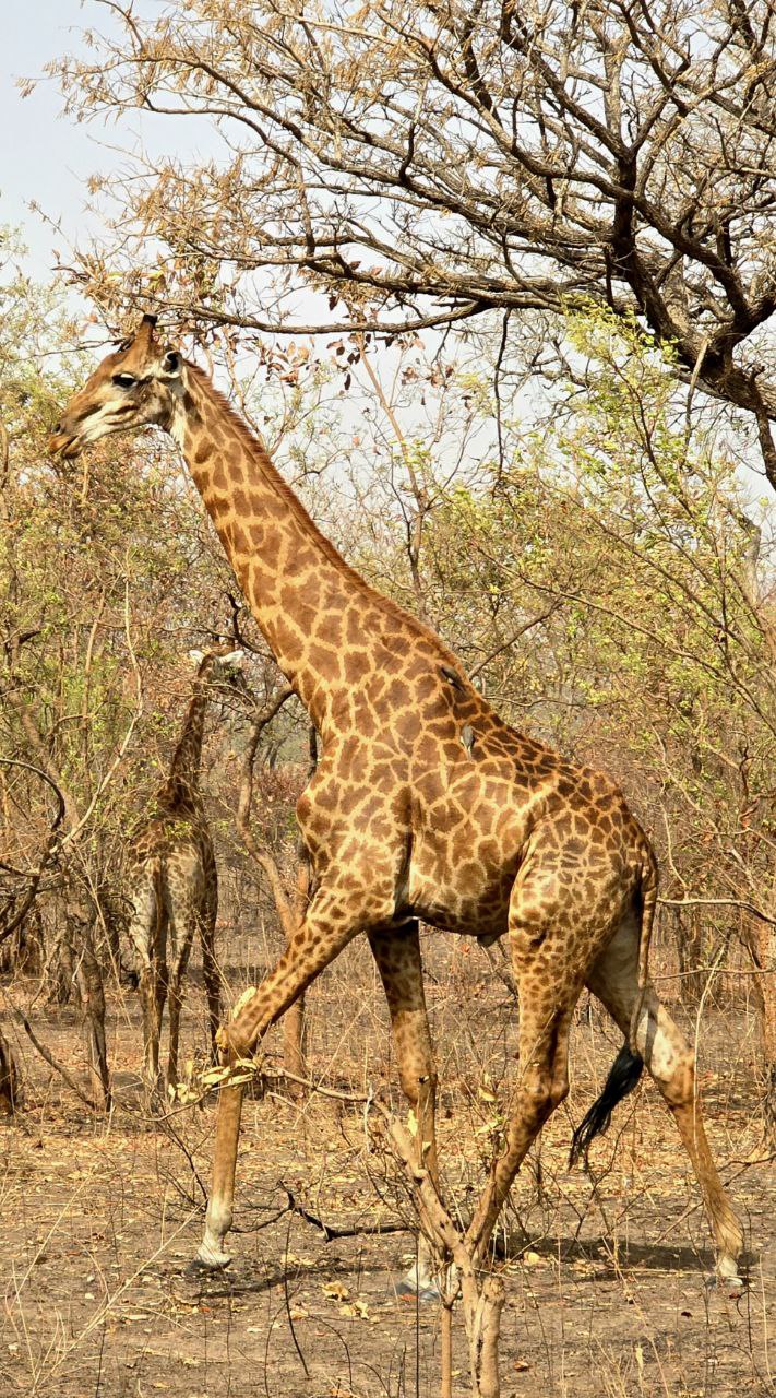 Comment Préparer un Safari au Sénégal : Guide Complet